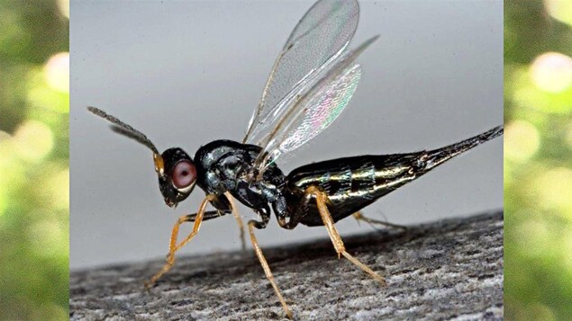Les guêpes Tetrastichus planipennis et Oobius agrili sont utilisées pour lutter contre l'agrile du frêne. Les guêpes Tetrastichus planipennis et Oobius agrili sont utilisées pour lutter contre l'agrile du frêne.