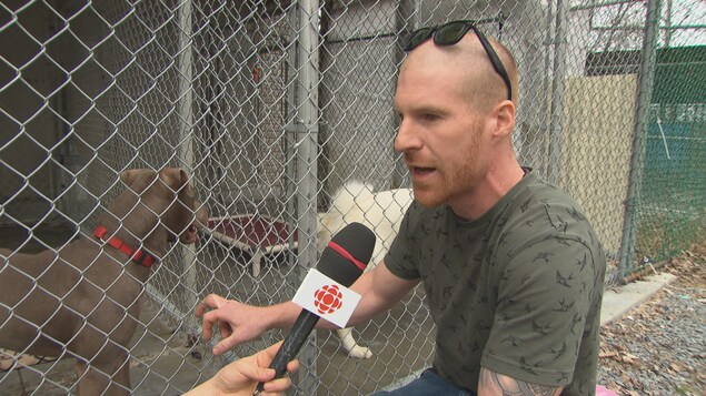 Guillaume Rousseau, gérant de la SPCA de l'Ouest du Québec, devant un chien pitbull. Guillaume Rousseau, gérant de la SPCA de l'Ouest du Québec, devant un chien pitbull.