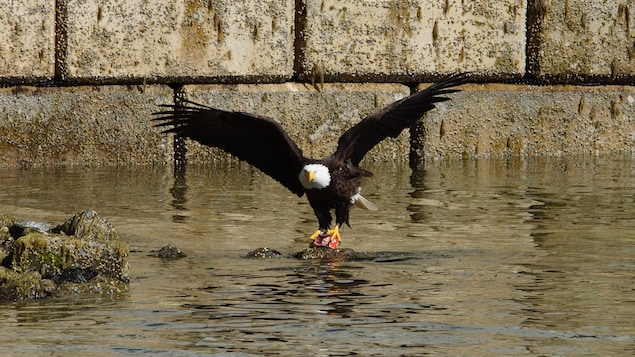 Un aigle, à la pêche, tient un poisson entre ses serres. Un aigle, à la pêche, tient un poisson entre ses serres.