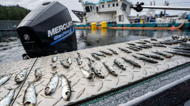 Des harengs morts étalés au bord de l'eau.