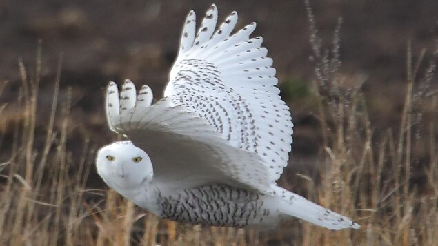 L’Est-du-Québec se découvre une passion pour les oiseaux