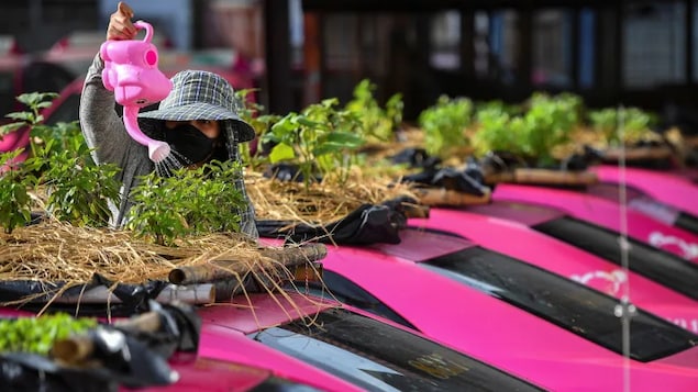 A worker sprinkles water on vegetables planted on the roof of unused taxis, which have been re-purposed due to the drop in business caused by the pandemic, at a taxi garage in Bangkok, Thailand, last week.