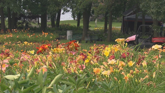 Des fleurs dans un domaine.