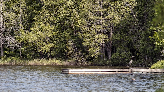 Un grand héron se tient sur un quai en bois installé dans un lac du Québec, avec une forêt en fond de scène. Un grand héron se tient sur un quai en bois installé dans un lac du Québec, avec une forêt en fond de scène.