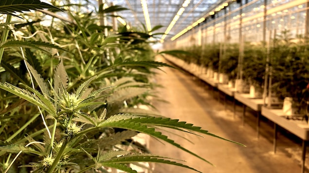 Des plantes de cannabis dans une serre.