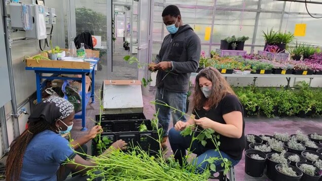 Diversifier les aliments locaux, la mission d’un chercheur du Collège Boréal