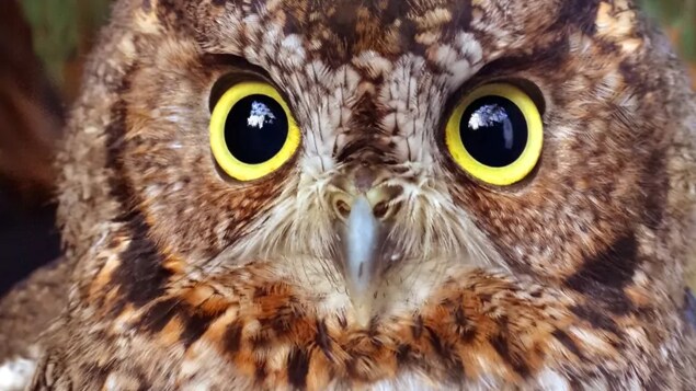 La face d'un hibou petit-duc de l'Ouest.