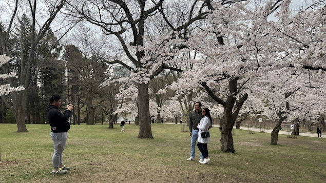 Un couple de visiteurs se faisant photographier par un autre visiteur devant des cerisiers en fleurs, à High Park.