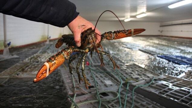 Gros plan sur un homard vivant tenu par la main d'un pêcheur.