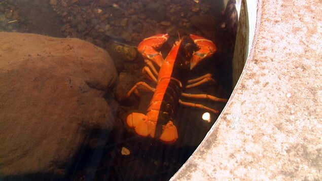 Le homard bicolore se déplace au fond de l'aquarium Le homard bicolore se déplace au fond de l'aquarium