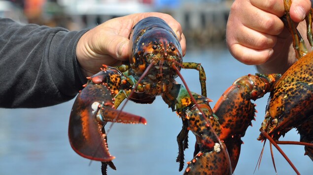 Un pêcheur tient un homard fraîchement pêché.