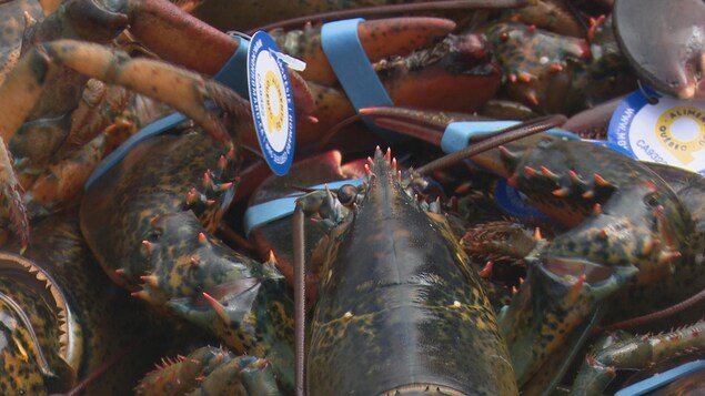 Des homards de la Gaspésie les uns par dessus les autres.