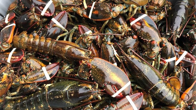 Fin d’une saison record pour les pêcheurs de homard du sud-est du Nouveau-Brunswick