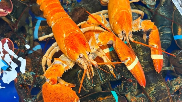 De drôles de homards accueillis au musée Exploramer