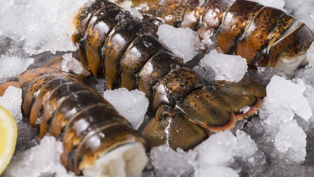 Hausse du prix du homard : pêcheurs heureux, restaurateurs inquiets