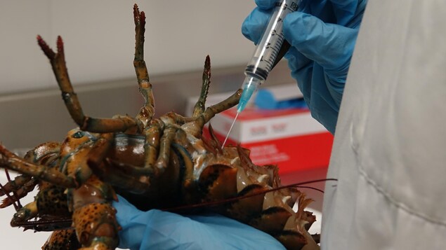 Une scientifique insère une aiguille dans un homard.