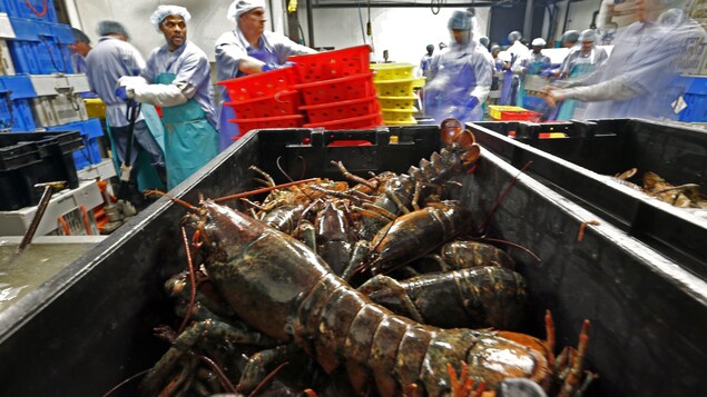 Une usine de transformation du homard