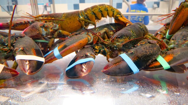 Des homards vivants dans un aquarium. Des homards vivants dans un aquarium.
