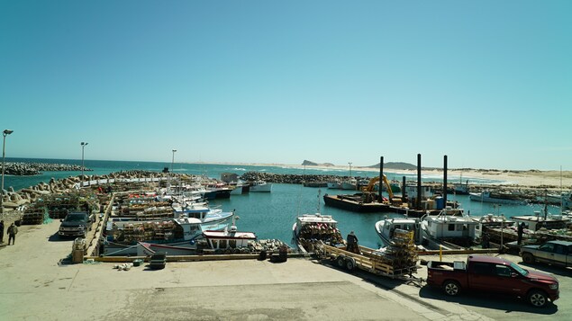 L’usine LA Renaissance des Îles retarde ses paiements aux homardiers madelinots