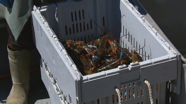 Dans un bac se trouvent plusieurs homards. Ils ont les pinces attachées par un élastique. Dans un bac se trouvent plusieurs homards. Ils ont les pinces attachées par un élastique.