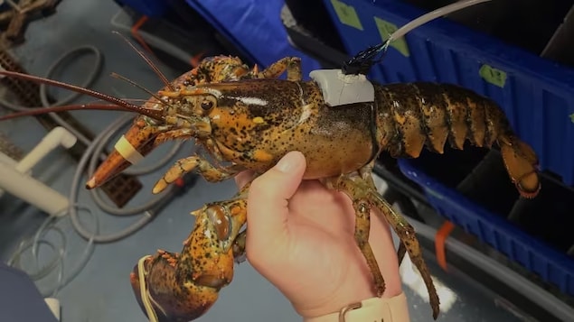 Un homard avec un moniteur gris attaché sur sa carapace.