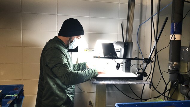 Les petits homards aiment l’eau chaude, mais pas trop