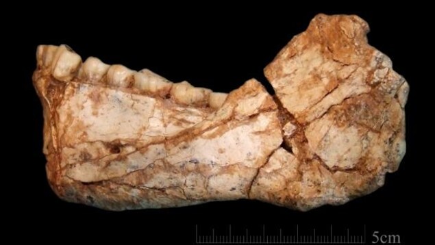 Une mandibule découverte au Maroc. Une mandibule découverte au Maroc.