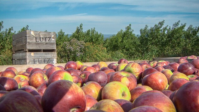 La ferme Lutz compte augmenter la production de Honeycrisp jusqu'à ce qu'elle atteigne la moitié de sa production totale de pommes. La ferme Lutz compte augmenter la production de Honeycrisp jusqu'à ce qu'elle atteigne la moitié de sa production totale de pommes.