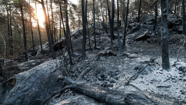  Forêt de Fontainebleau : opérations de prévention de reprise de feu 