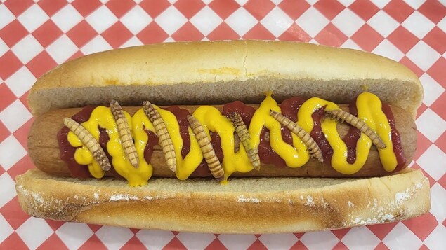 Un sandwich de hot dog agrémenté de vers de farine et de moutarde.
