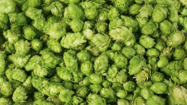 Du houblon, une plante qui entre dans la composition de la bière.