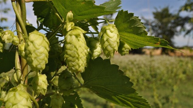 Du houblon
