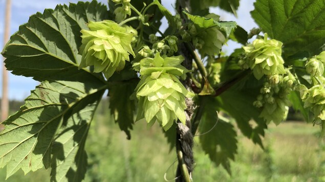 Un plant de houblon.