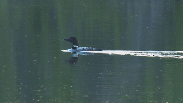 Un huard vogue sur un lac. Un huard vogue sur un lac.