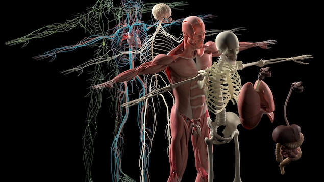 L'anatomie humaine.