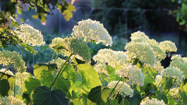 Romantic Hydrangea arborescens Annabelle, backlit by the low evening sun in summer.