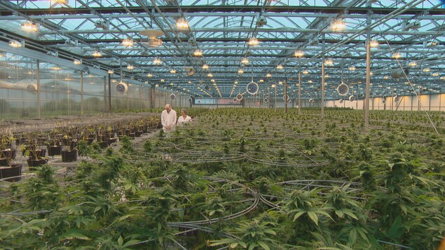 Un homme et une femme marchent dans une serre de cannabis. Un homme et une femme marchent dans une serre de cannabis.