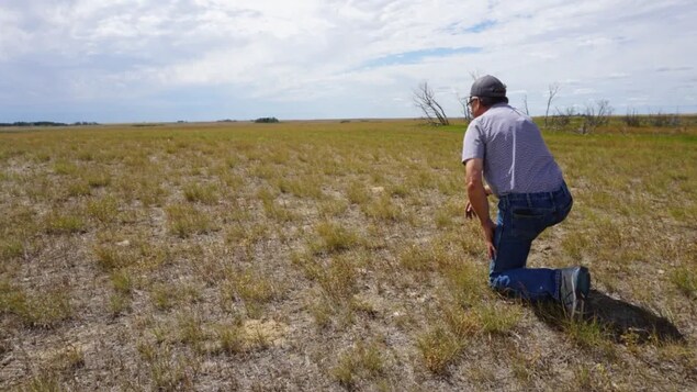 Sask. farmers using trees, winter crops to combat climate change-driven heat - Vimarsana News