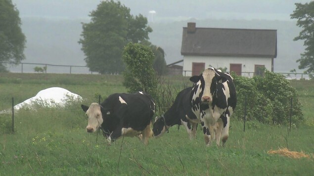 On voit des vaches dans un champ par temps pluvieux l'été avec, en arrière-plan, un bâtiment de ferme. On voit des vaches dans un champ par temps pluvieux l'été avec, en arrière-plan, un bâtiment de ferme.