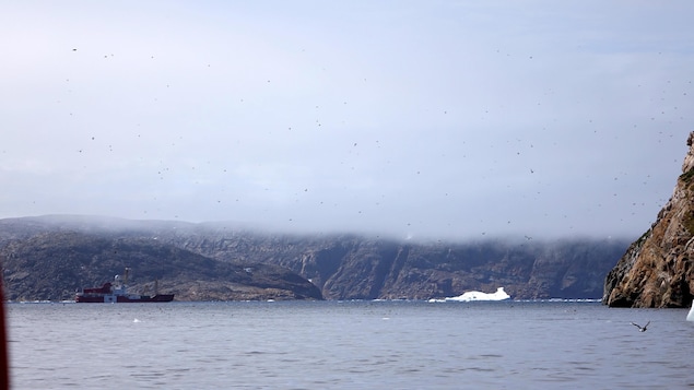 Des dizaines d'oiseaux survolent l'île de Hantzsch. Des dizaines d'oiseaux survolent l'île de Hantzsch.
