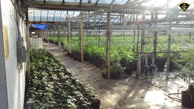 The same organized crime group will often use multiple locations to grow illegal cannabis as a way to make 'quick' cash, according to Ontario Provincial Police. (OPP)