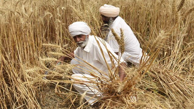 Le prix du blé s’envole après l’embargo indien sur les exportations
