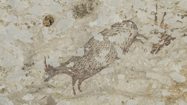 Photo montrant un mammifère préhistorique dessiné dans une grotte d'Indonésie.