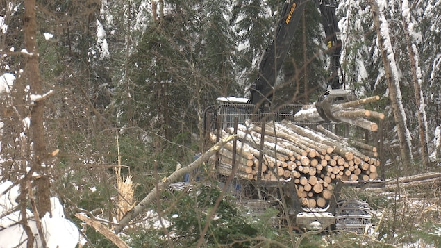 De la machinerie forestière déplace des troncs d'arbres coupés.
