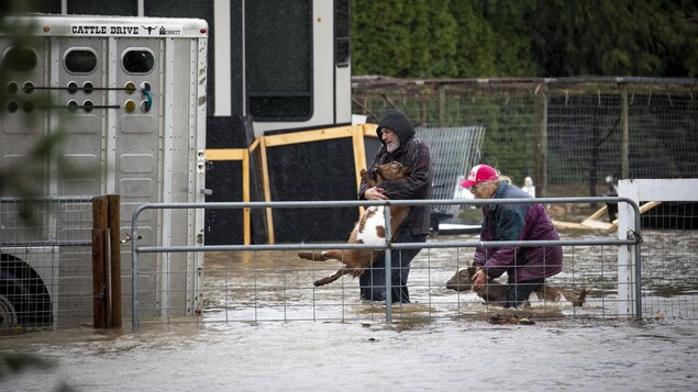 Deux fermiers tiennent des veaux pour les déplacer sur le terrain inondé d'une ferme.