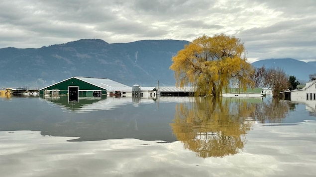 Une ferme inondée à Sumas Prairie, à Abbotsford en Colombie-Britannique.