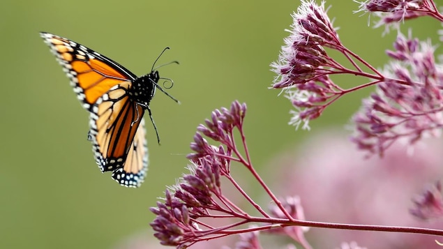 Un papillon monarque se pose sur une fleur.