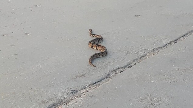 Un serpent rampant au milieu de la route.