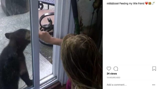 Une fille nourrit un ourson à travers une porte-fenêtre. Une fille nourrit un ourson à travers une porte-fenêtre.