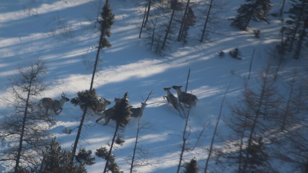 Six caribous se déplacent dans la neige à travers les arbres.